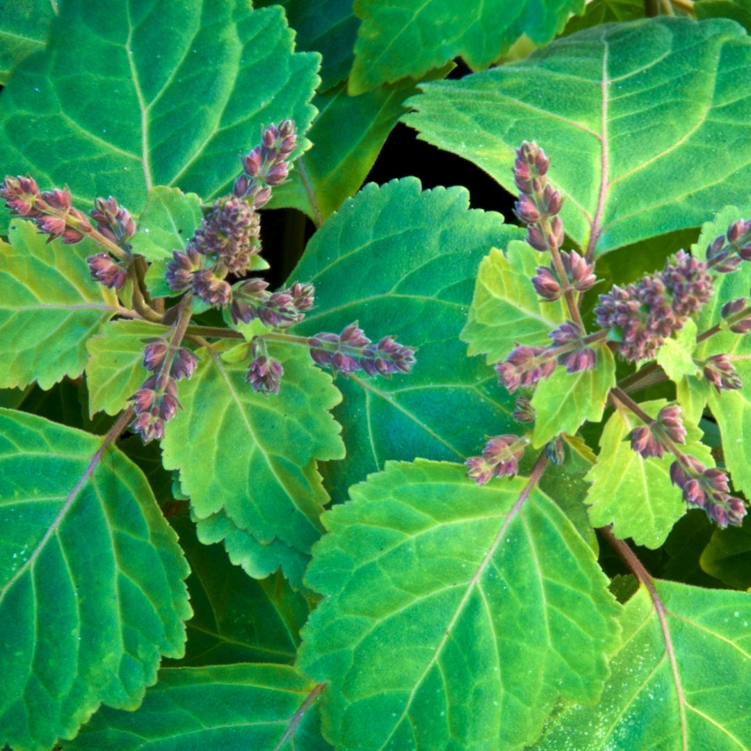 Herbal Scented Car Fragrance