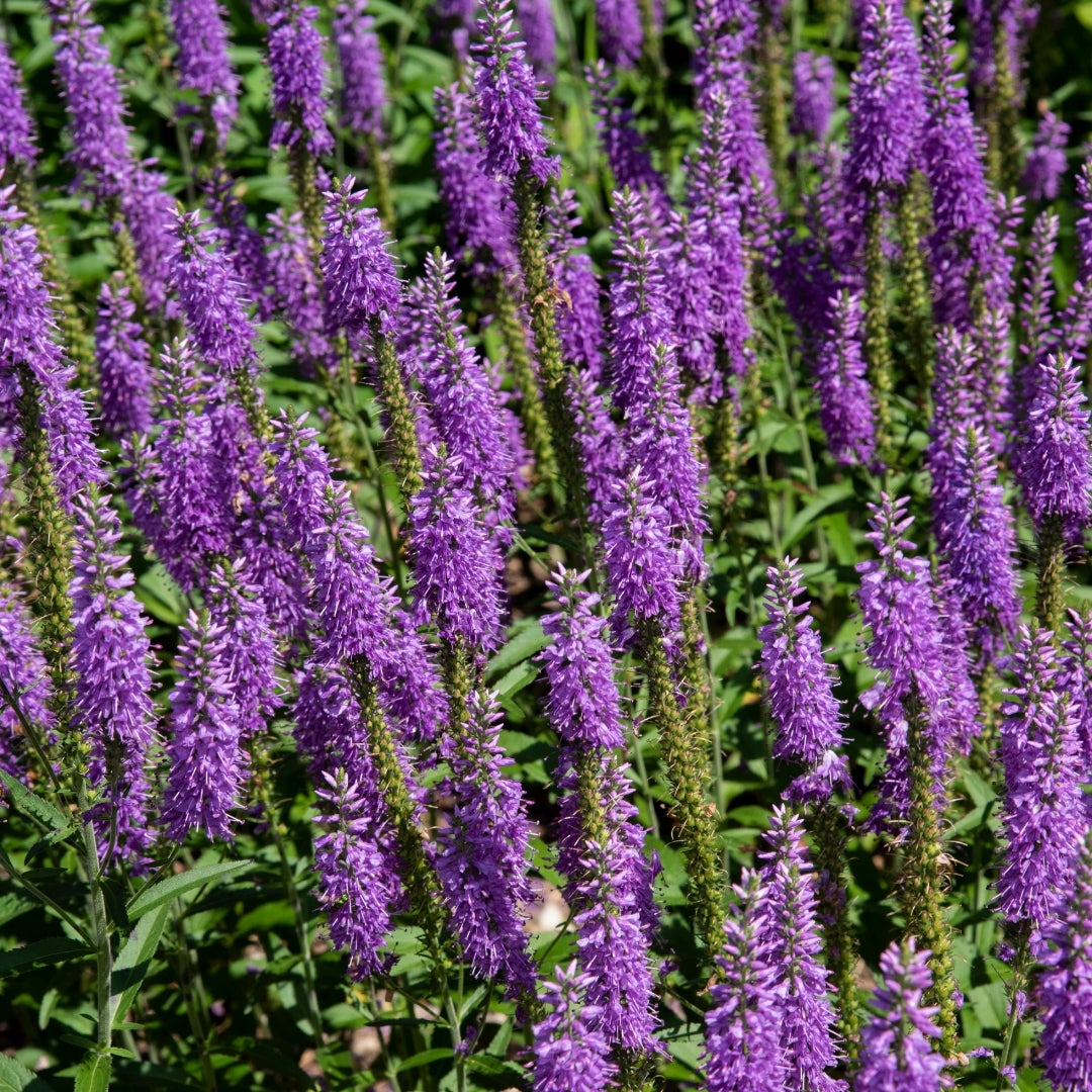 Herbal Scented Car Fragrance