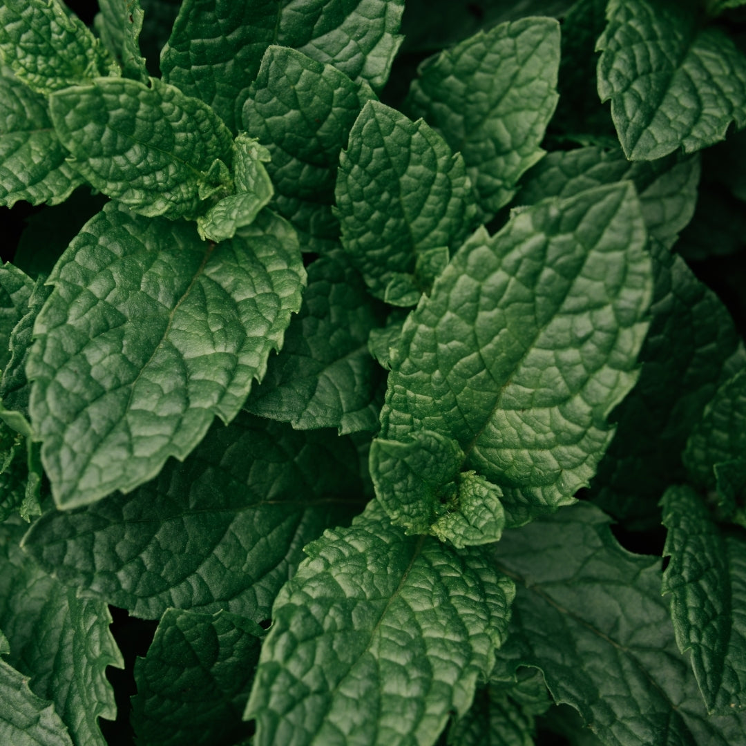 Herbal Scented Car Fragrance