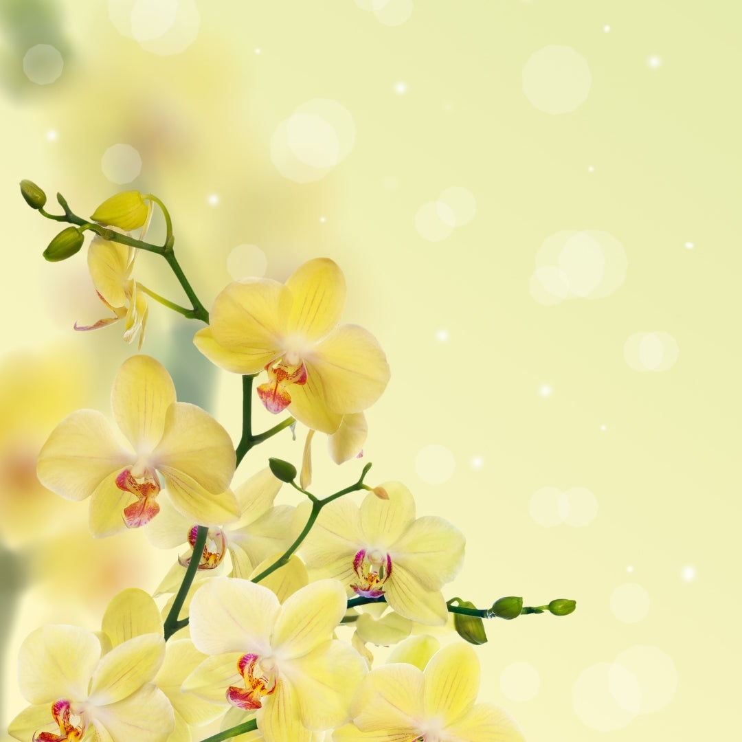 Feminine Scented Home Fragrance