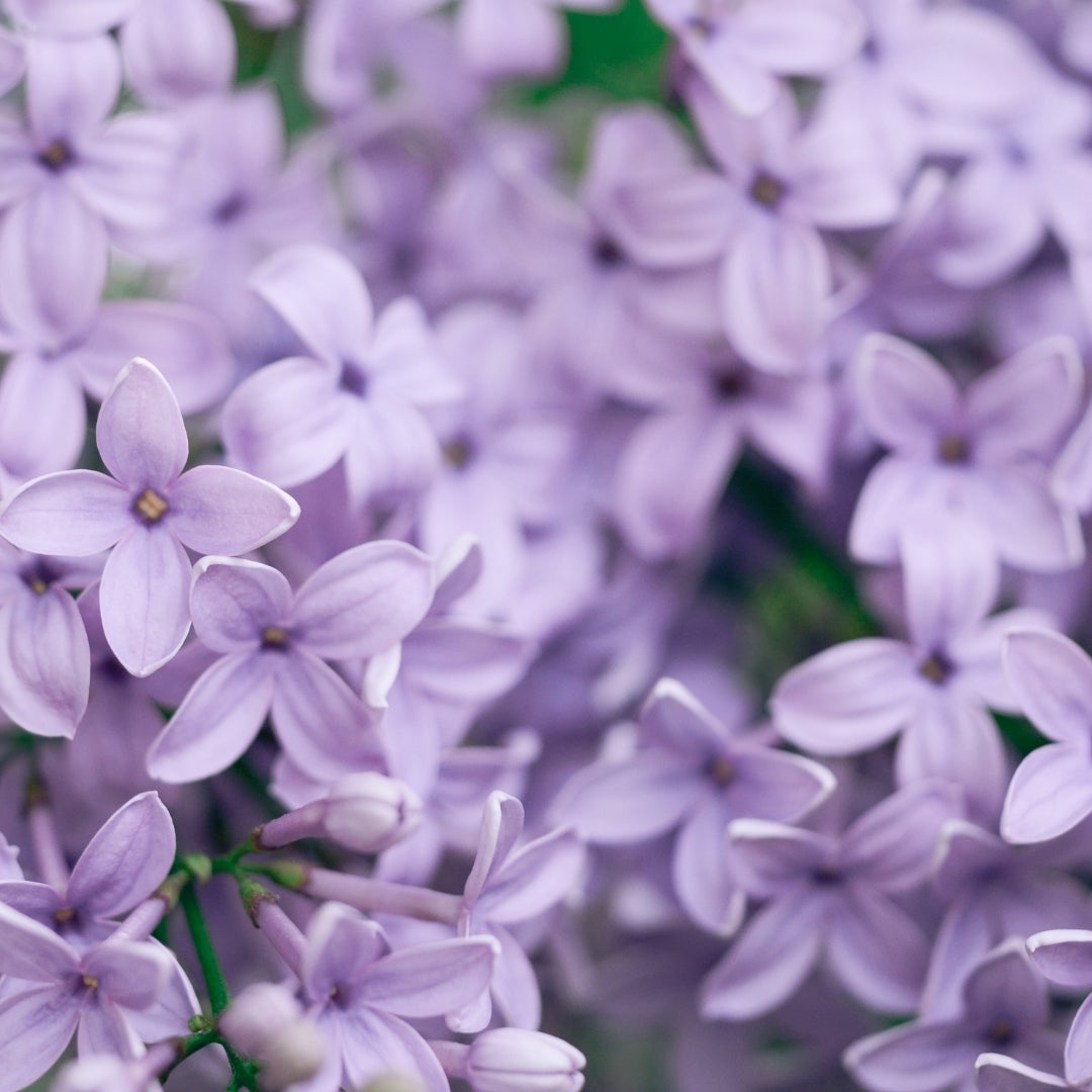 Feminine Scented Home Fragrance